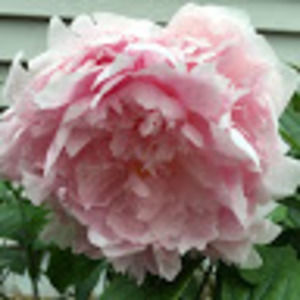 Meet your Posher, Linh